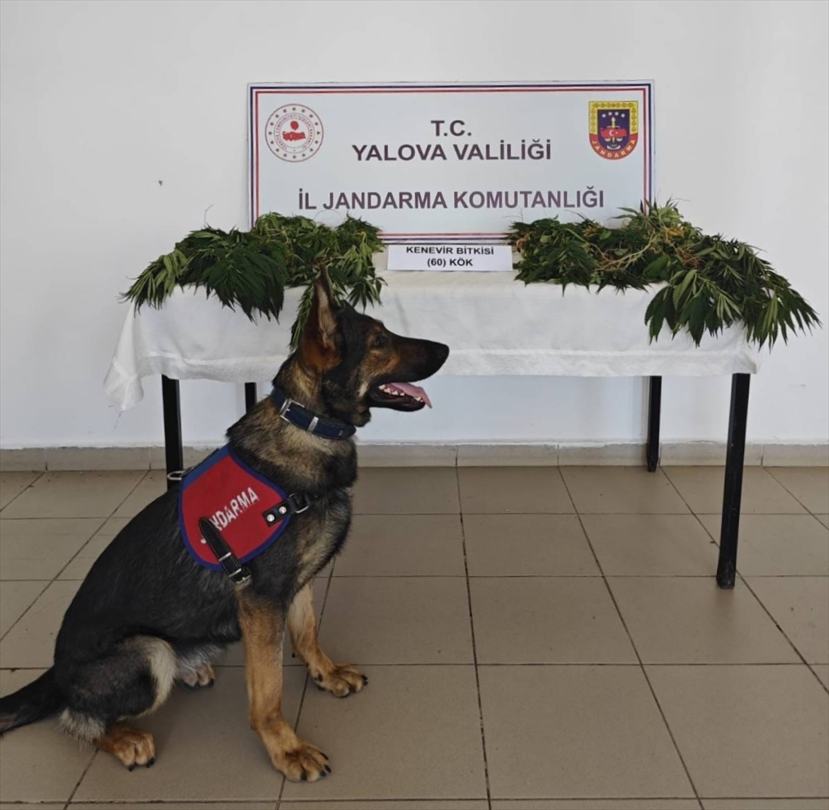 Yalova'da ormanlık alana kenevir eken zanlı tutuklandı