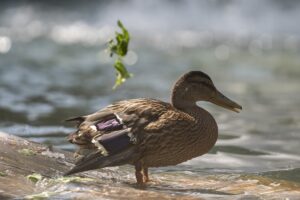 - Kuğulu Park ailesine katılan yaralı ördek yavrusu, sosyal medya