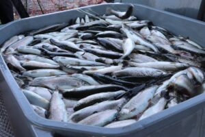 YOZGAT (AA) – Yozgat'ın Çekerek ilçesinde sulama, enerji ve taşkın