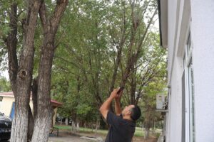 IĞDIR (AA) – Iğdır İl Özel İdaresi bahçesindeki bir ağacın