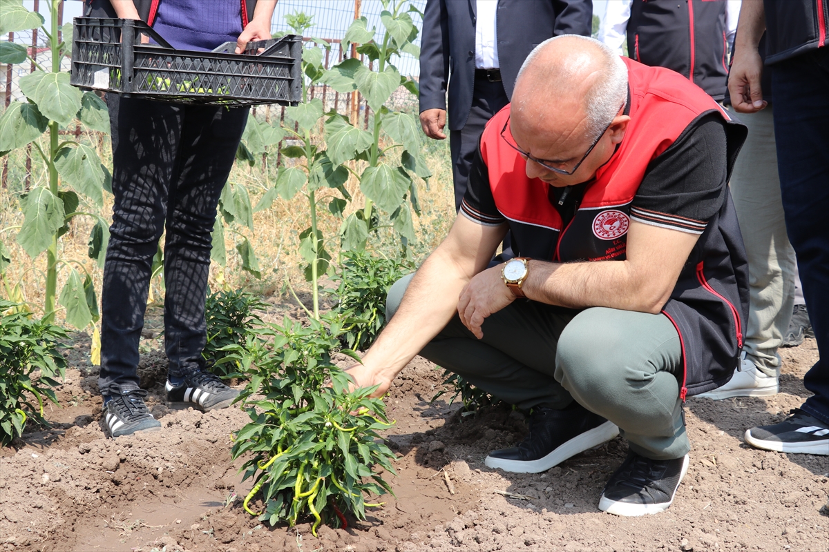 Ağrı'da devletin sağladığı desteklerle üretilen sebzelerin hasadı yapıldı