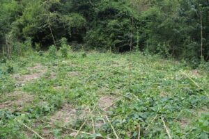 AMASYA (AA) – Amasya'nın Taşova ilçesinde fasulye bahçesine giren ayılar