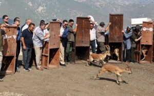 - Keçilere zarar veren kişilere 940 bin lira idari para