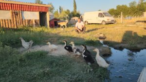 AMASYA (AA) – Amasya'nın Suluova ilçesinde kuluçkaya yattığı yumurtalardan ördek