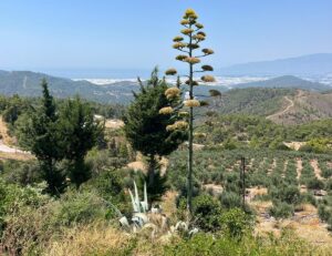 - UNESCO'nun Dünya Kültür Mirası Listesi'nde yer alan bitki, yerli