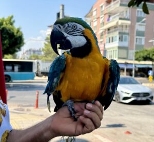 ANTALYA (AA) – Antalya'nın Konyaaltı ilçesinde 28 yıldır aynı kişi