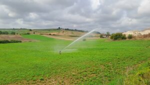 - Gökçeören Ovası'na ulaştırılan suyla kurak mevsimde 36 bin dönümlük