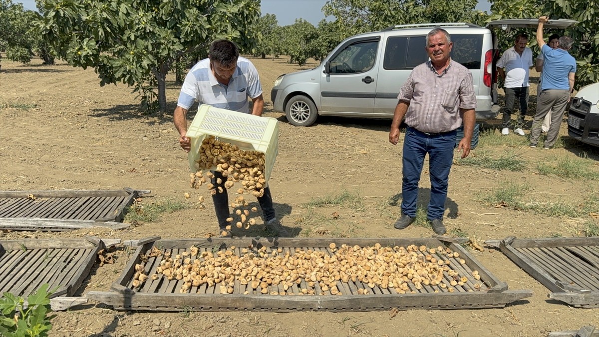 Aydın'da sezonun ilk kuru incirinin kilogramı 400 liradan satıldı