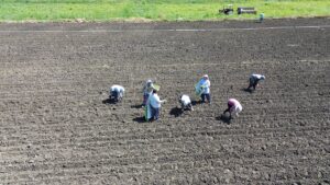 SAMSUN (AA) – Samsun'un Bafra ilçesinde seralarda yetiştirilen hibe destekli
