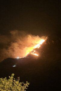 BALIKESİR (AA) – Balıkesir'e bağlı Marmara Adası'ndaki ormanlık alanda çıkan