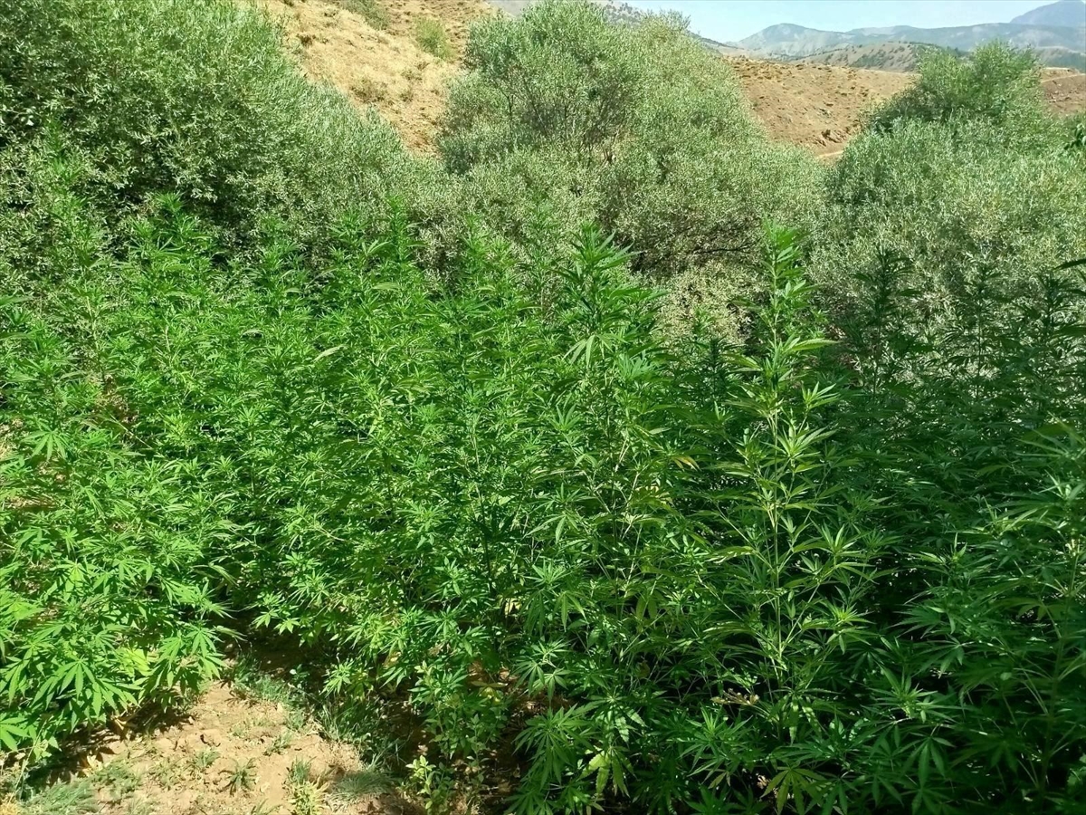 Bingöl'de 1040 kök Hint keneviri ele geçirildi