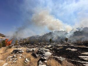 BİNGÖL (AA) – Bingöl'ün Genç ilçesinde ormanlık alanda çıkan yangına