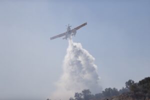 MUĞLA (AA) – Muğla'nın Bodrum ilçesinde makilik ve zeytinlik alanda