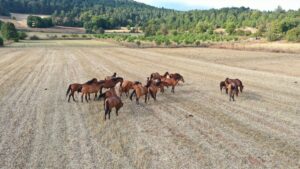 BOLU (AA) – Bolu Dağı'nda yaşayan yılkı atları, taylarıyla görüntülendi.