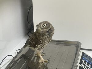 BOLU (AA) – Bolu'nun Dörtdivan ilçesinde bitkin bulunan baykuş yavrusu,