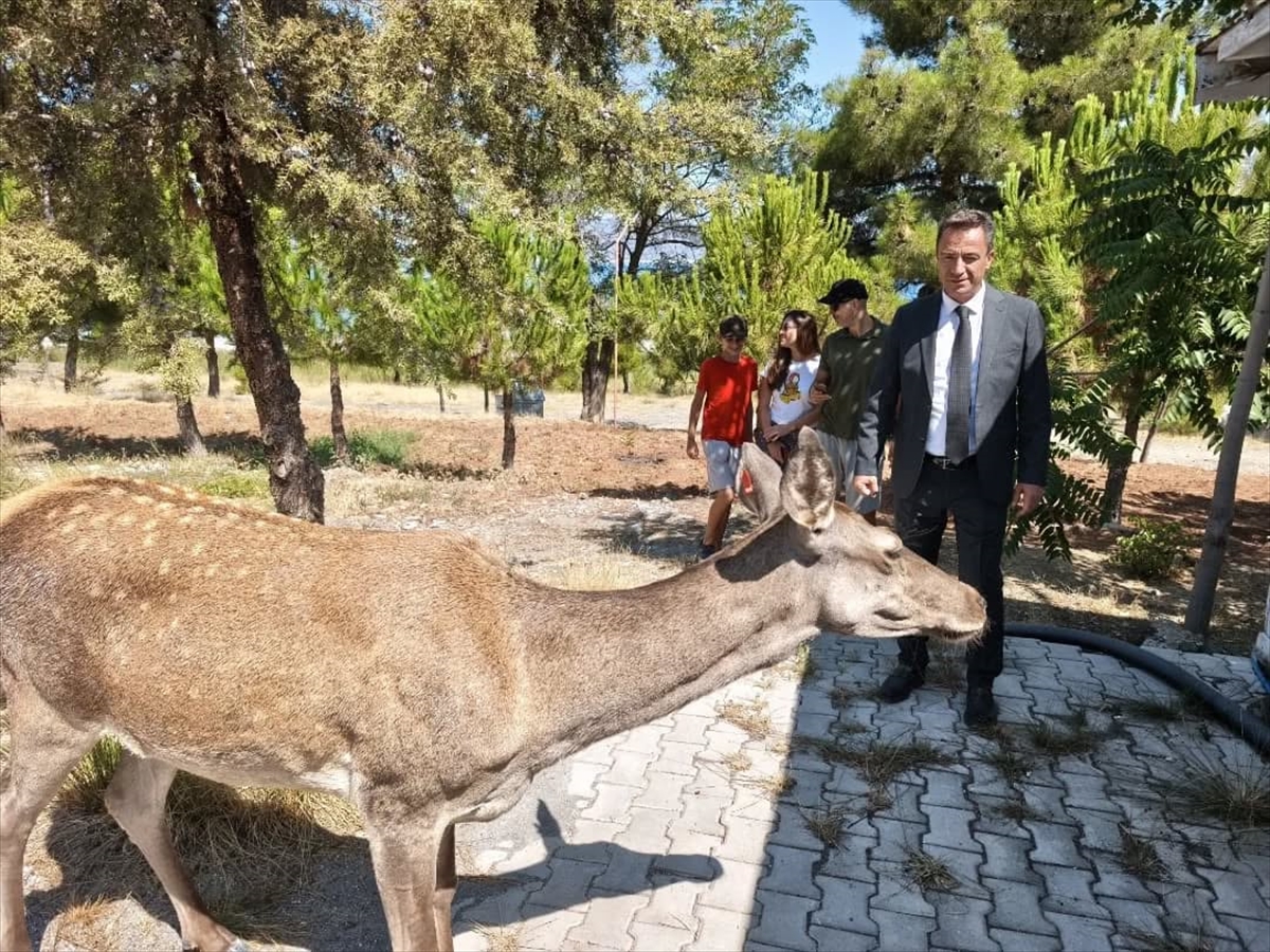 Burdur'da doğaya bırakılan geyik Salda Gölü'ne indi