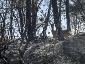 ÇANAKKALE (AA) – Çanakkale'nin Gelibolu ilçesinde ormanlık alanda başlayıp Eceabat