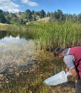 ÇANKIRI (AA) – Çankırı genelinde 11 gölete 626 bin sazan