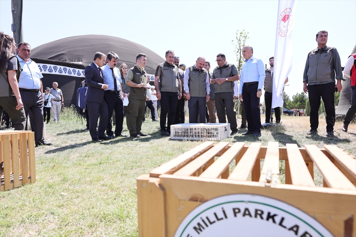 Çorum'da 300 keklik doğaya bırakıldı