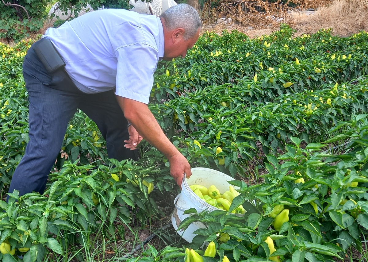 Denizli'de Kale biberinin hasadına başlandı