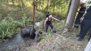 DÜZCE (AA) – Düzce'de bataklığa saplanan inek itfaiye ekiplerinin yardımıyla