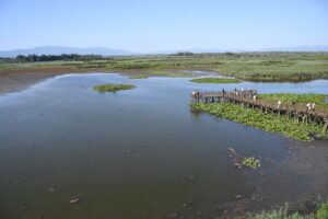 DÜZCE (AA) – Düzce'nin Gölyaka ilçesinde yer alan Efteni Gölü