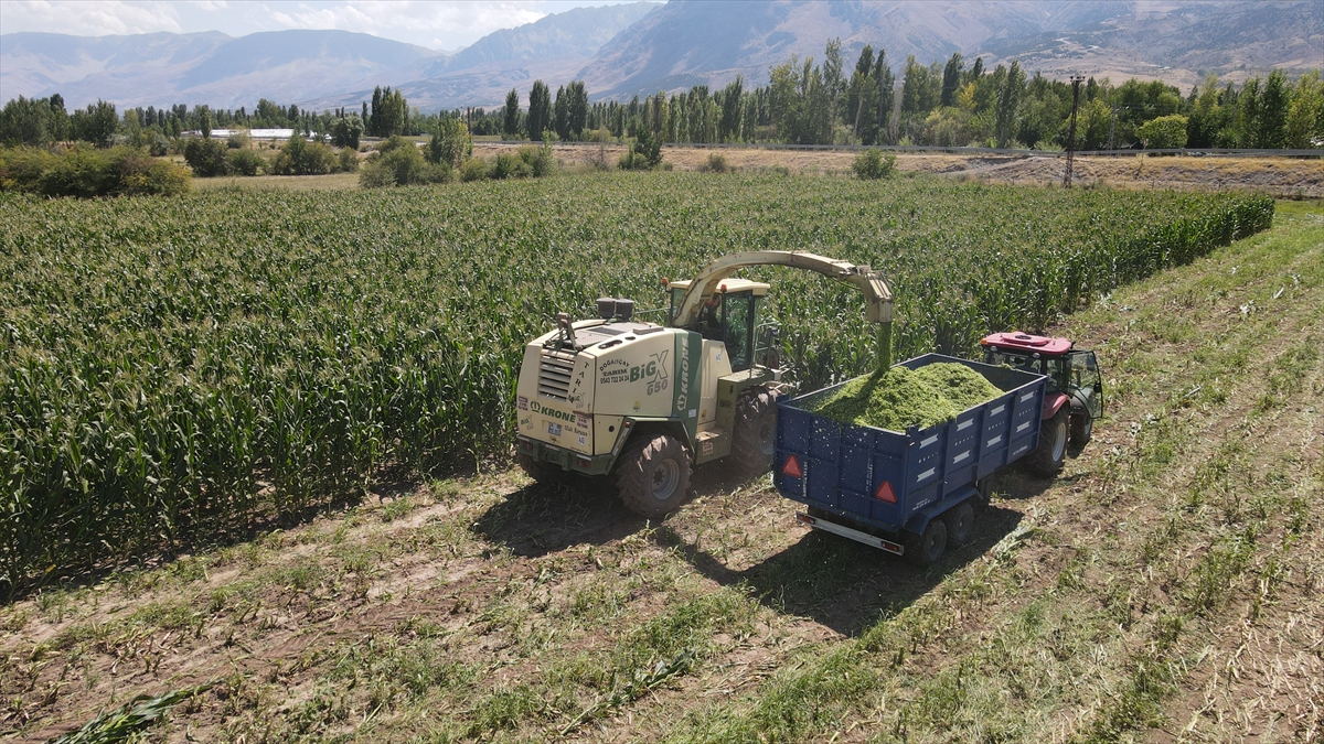 Erzincan'da silajlık mısır üretimi hayvancılığı güçlendirip besiciye kazanç sağlıyor