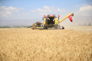 ERZURUM (AA) – Erzurum'da Atatürk Üniversitesine ait tarlada kurak hava