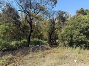 ANKARA (AA) – Muğla'nın Fethiye ilçesinde Karaot Plajı yakınındaki ormanlık