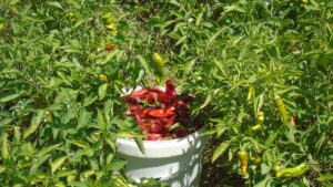 GAZİANTEP (AA) – Türkiye'nin önemli sofralık kırmızı biber üretim merkezlerinden