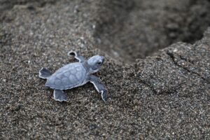 HATAY (AA) – Hatay Büyükşehir Belediyesi ekipleri, yuvalarından çıkmaya başlayan