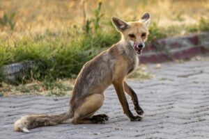 VAN (AA) – Van'ın Erciş ilçesindeki polis lokali çalışanları, her