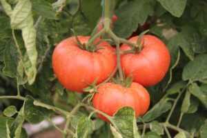 ISPARTA (AA) – Isparta'da serada üretilen domatesler toplanıp, iç ve