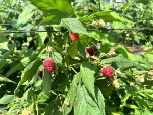 ISPARTA (AA) – Isparta’nın Aksu ilçesinde üretim alanı genişleyen ahududu