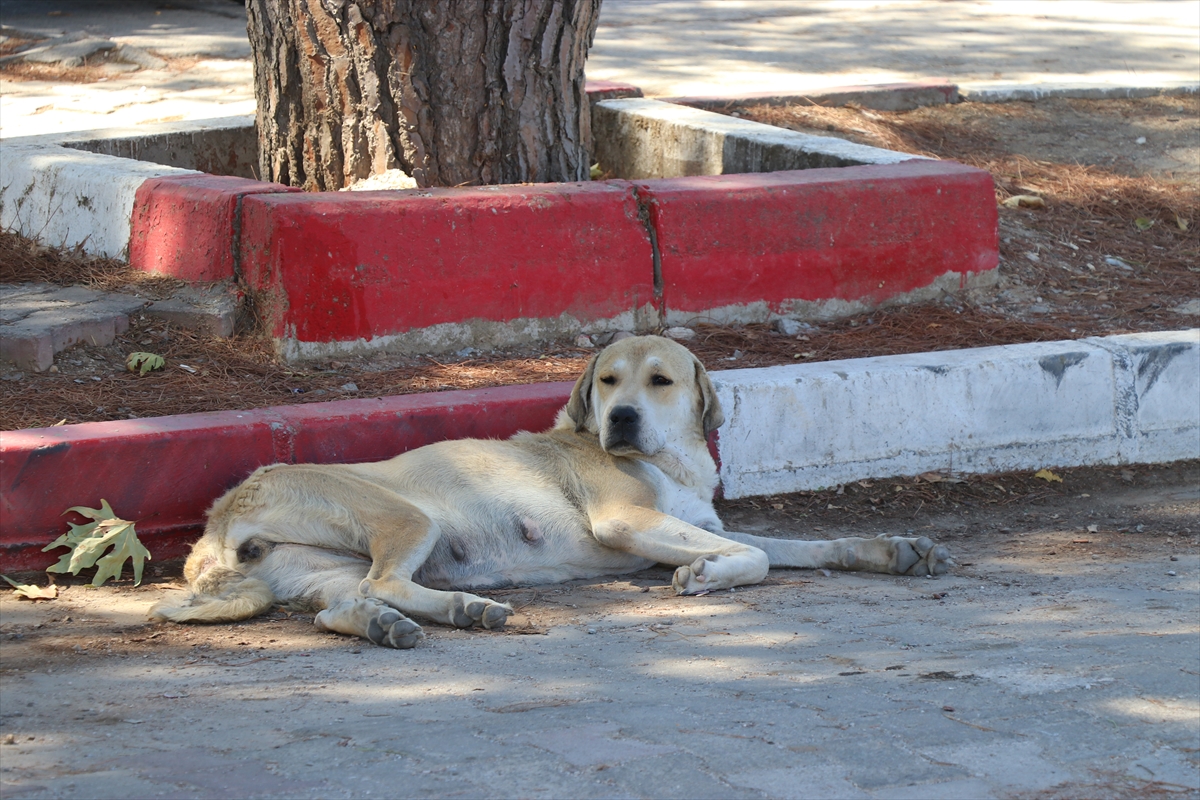 İzmir'de sahipsiz köpeklerden kaçarken otomobilin çarptığı kadın öldü