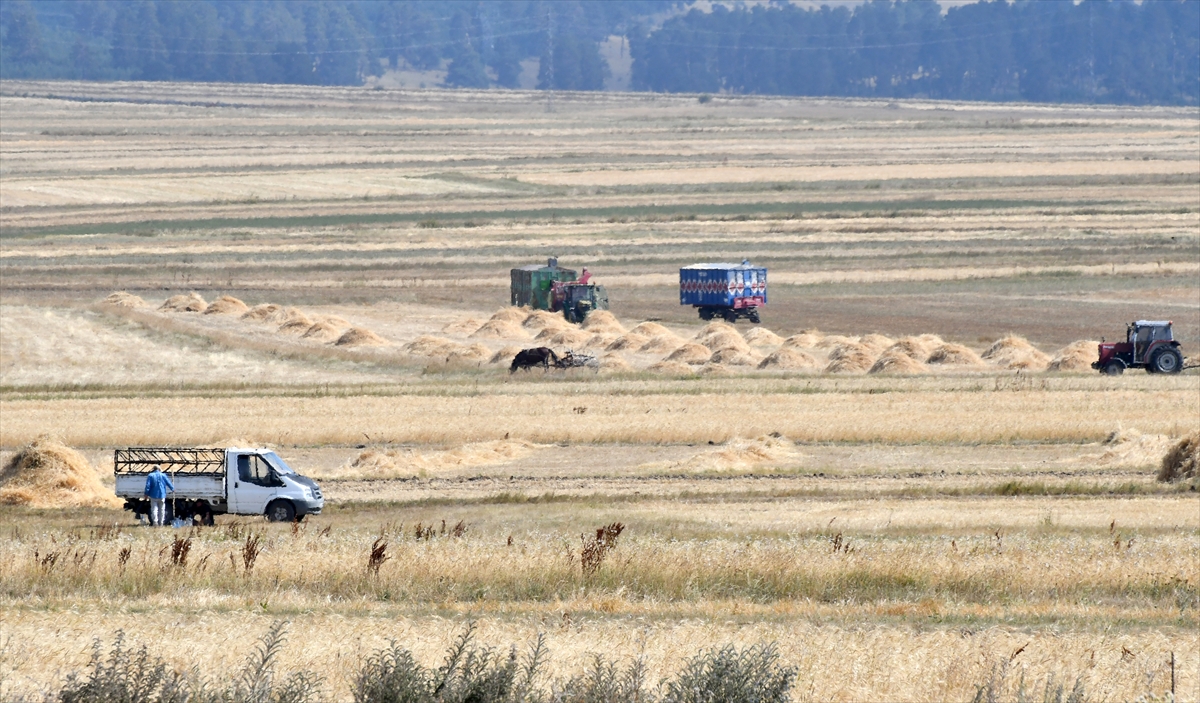 Kars'ta çiftçiler tarlalarındaki son buğdayları hasat ediyor