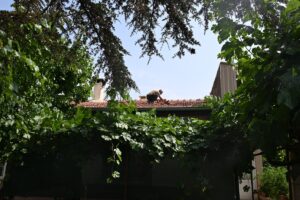 KAYSERİ (AA) – Kayseri'de öğrenciler tarafından eğitim amacıyla fırlatılan roket