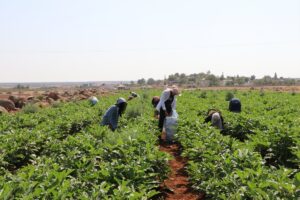 KİLİS (AA) – Kilis bölgesine özgü "Zabaran" çeşidi patlıcanın hasadına