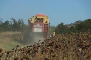 KIRKLARELİ (AA) – Türkiye'nin önemli ayçiçeği üretim merkezlerinden biri olan