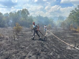 KIRKLARELİ (AA) – Kırklareli'nin Demirköy ilçesine bağlı İğneada beldesinde çıkan