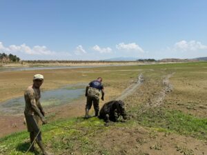 MANİSA (AA) – Manisa'nın Alaşehir ilçesinde bataklığa saplanan katırlarını kurtarmak