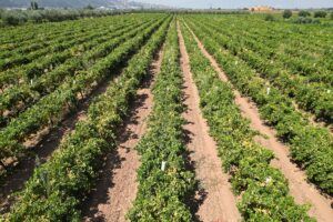 MANİSA (AA) – Türkiye'nin önemli tarım merkezlerinden Gediz Nehri Havzası'ndaki