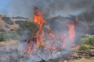 MANİSA (AA) – Manisa'nın Turgutlu ilçesinde tarım arazisinde başlayıp makilik