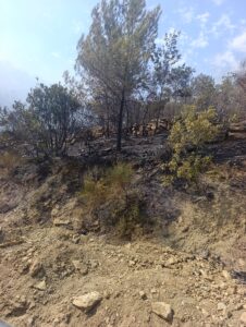 MERSİN (AA) – Mersin'in Silifke ilçesindeki orman yangınıyla ilgili gözaltına