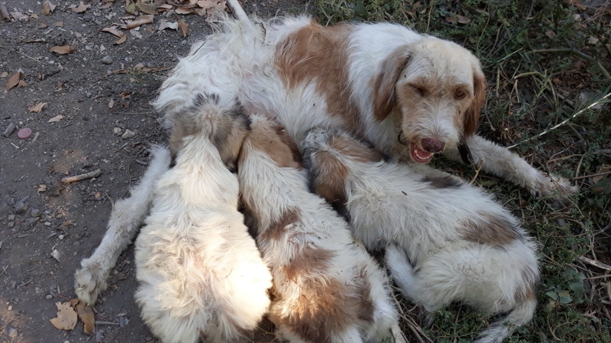 Mersin'de ormanda çukura düşen köpek yavrusunu itfaiye ekibi kurtardı