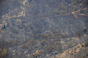 MERSİN (AA) – Mersin'in Silifke ilçesinde, iki gün önce çıkan