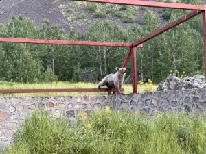 BİTLİS (AA) – Bitlis Eren Üniversitesi Sağlık Bilimleri Fakültesi Öğretim