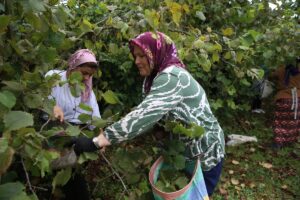 ORDU (AA) – Ordu'nun sahil kesimindeki fındık üreticileri, 4 Ağustos