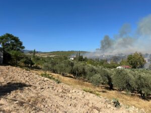 OSMANİYE (AA) – Osmaniye'nin Sumbas ilçesinde tarlada çıkıp zeytinliğe sıçrayan