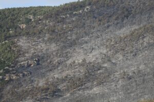 DENİZLİ (AA) – Denizli'nin Pamukkale ilçesindeki orman yangını kontrol altına